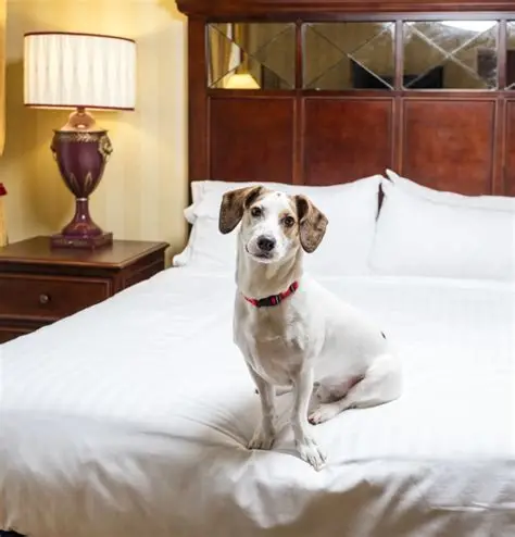 Mascotas disfrutando junto a sus dueños en destinos turísticos pet-friendly en México.